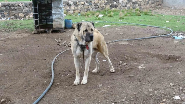 Mardin’de bu köy kangal köpeği sevgisiyle dikkat çekiyor
