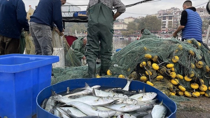 Marmara Denizi'nde Tekirdağ açıklarında lüfer bolluğu yaşanıyor