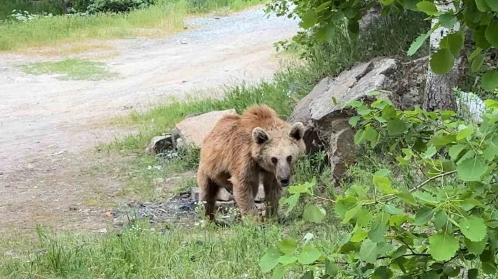 Maskot ayılar ziyaretçilerin korkulu rüyası oldu
