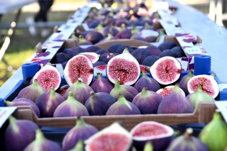 MasterChef yarışmacıları Bursa siyah inciriyle hünerlerini sergiledi