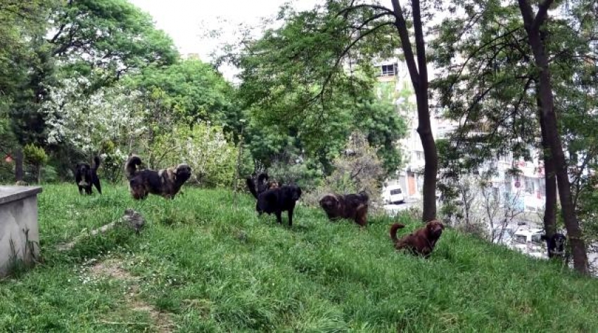 Mahalleli korkudan mezarlığa giremiyor