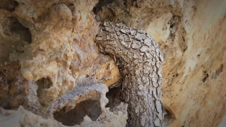 Menengiç bitkisi toprağa ulaşmak için kayayı yaklaşık 2 metre deldi
