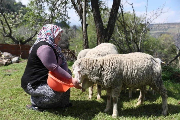 Merkezefendi’de ‘Küçükbaş hayvan ve yem desteği’ kayıtları başladı
