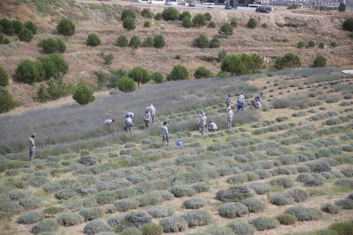 Merkezefendi’de lavanta hasadı başladı
