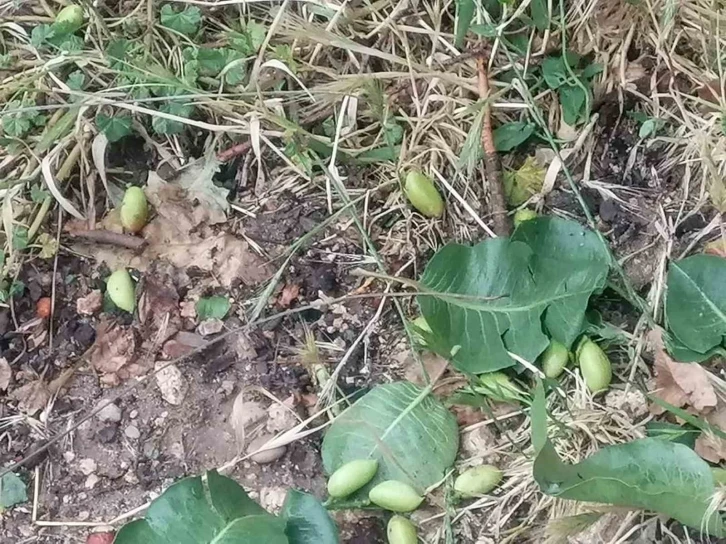 Mersin’de sağanak ve dolu yağışı bahçe ve yollara zara verdi
