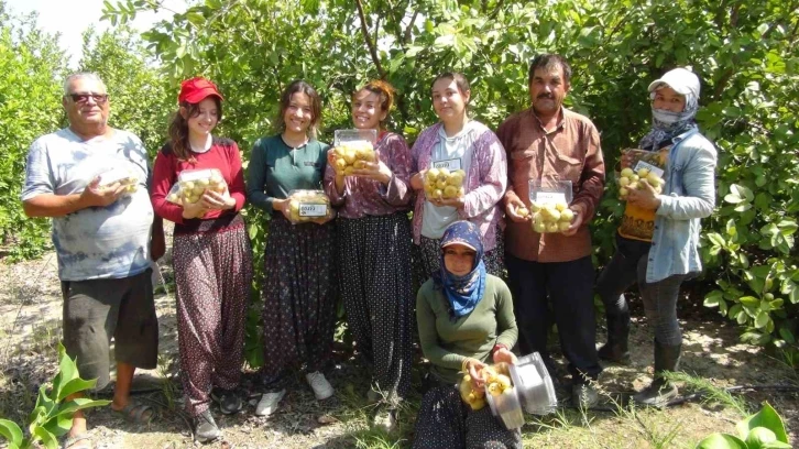 Mersin’de tropikal meyve guavanın hasadına başlandı
