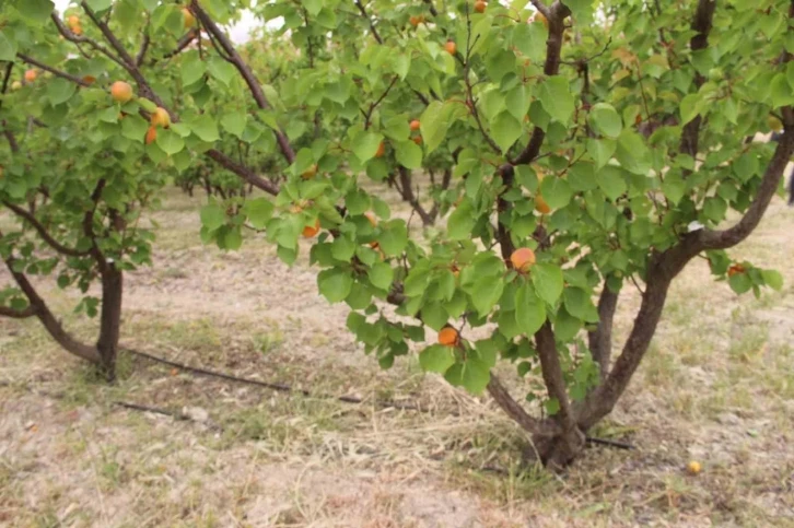 Mersin’de üretilen 200 bin ton kayısının yarısı ihraç edildi
