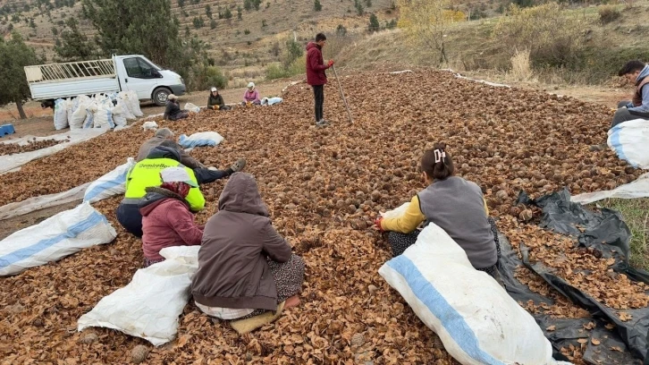 Mersin’de yanan 20 hektarlık orman 6,5 ton sedir tohumu ile yeniden canlanacak
