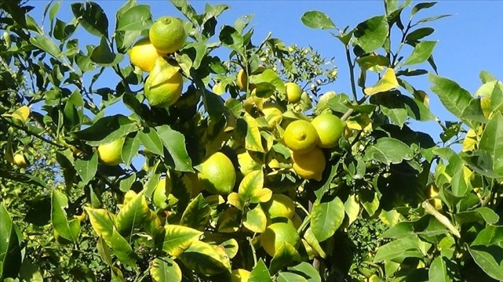 Mersin'de tescilli Lamas limonunda hasat başladı