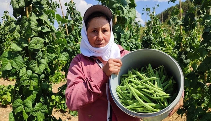 Meşhur Çameli fasulyesinde hasat devam ediyor
