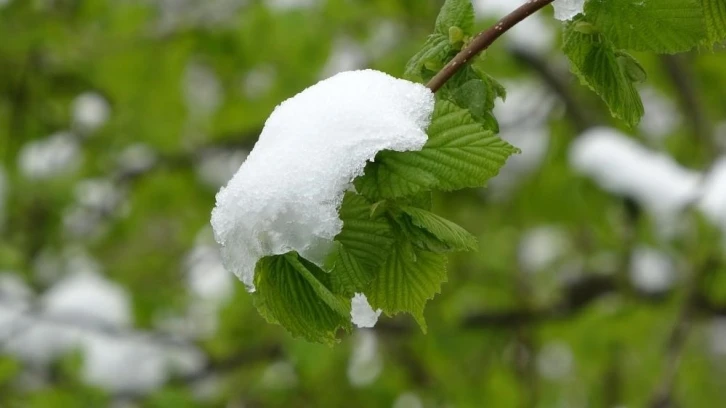 Meteoroloji’den "zirai don" uyarısı
