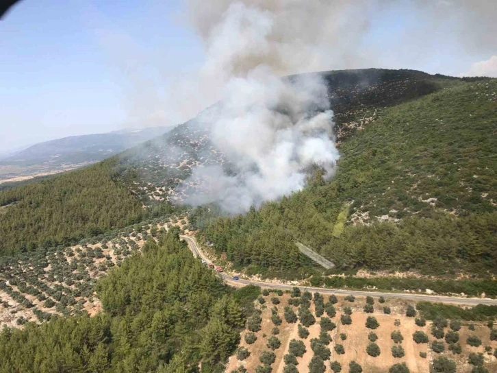 Milas’ta orman yangını
