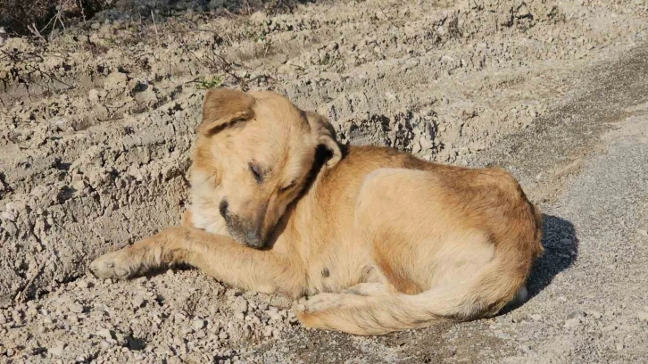 Milletvekili Ekmekci’den ölüme terk edilen köpeklerle ilgili açıklama:
