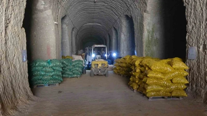 Milli patates tohumları toprakla buluşuyor
