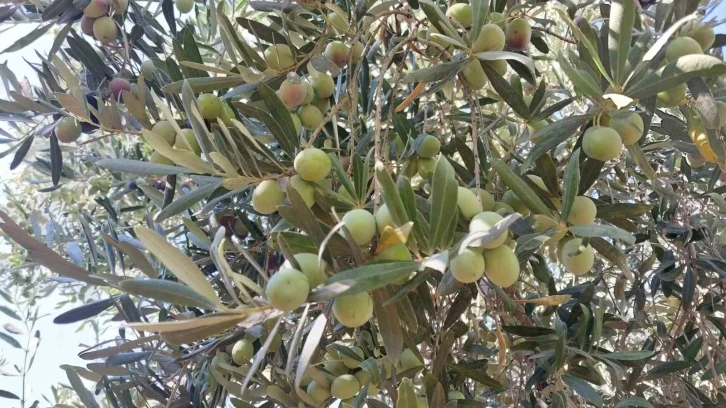 Minik öğrenciler, depremzedelere göndermek için zeytin topladı
