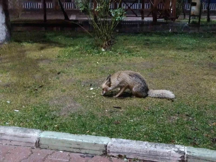 Müdavim tilki iş başında
