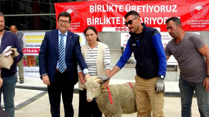 Muğla’da 75 adet koç ve 625 kilogram yerfıstığı üreticilere dağıtıldı