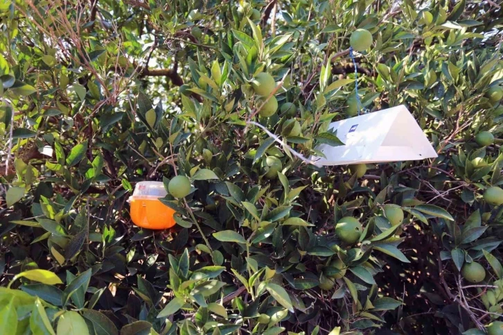 Muğla’da narenciye bahçelerine ‘Sinek’ tuzağı
