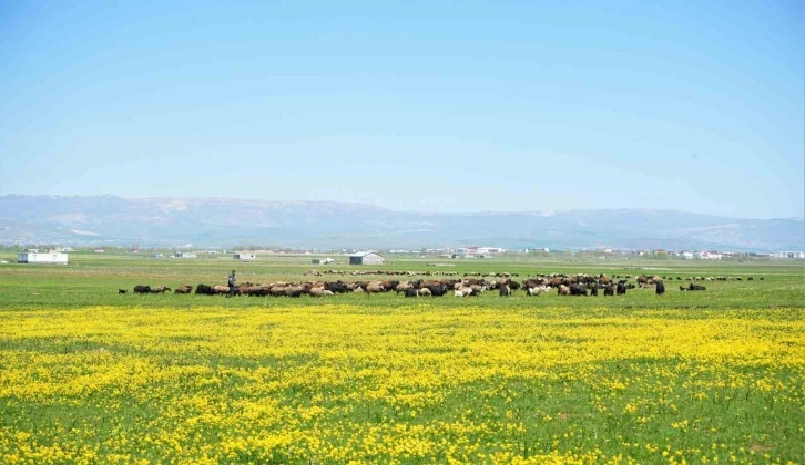 Muş’ta 40 bin TL’ye çoban bulunamıyor
