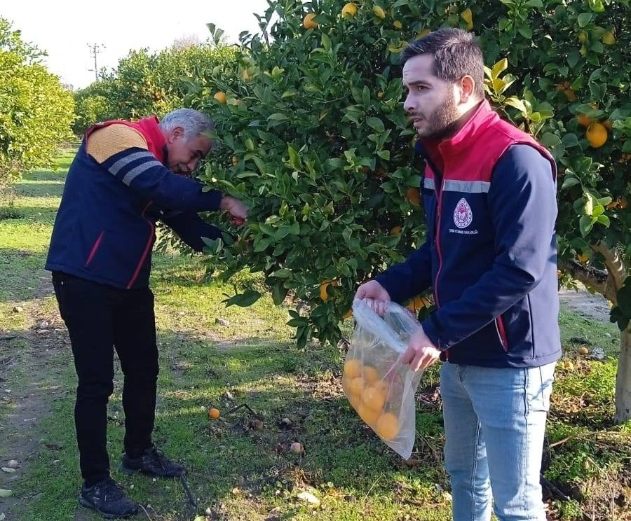 Narenciyede numune alımları sürüyor
