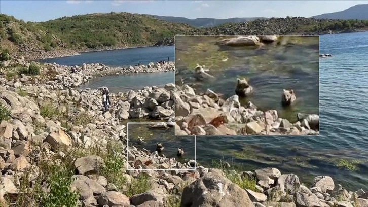 Nemrut Krater Gölü'nde yüzen boz ayılar görüntülendi