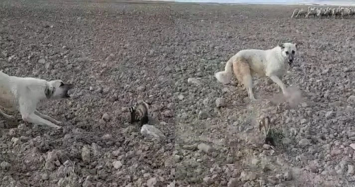 Nesli tükenmek üzere olan alaca sansar Nevşehir’de görüldü
