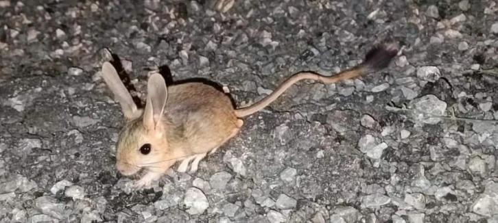 Nesli tükenmekte olan Arap tavşanı Erzincan’da görüntülendi
