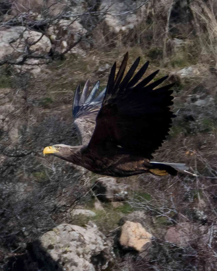 Nesli tükenmekte olan kartal Bolu’da fotoğraflandı
