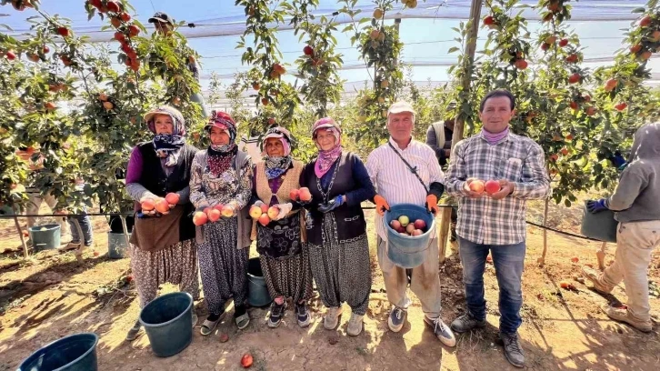 Niğde’de bu yıl 650 bin ton elma rekoltesi bekleniyor
