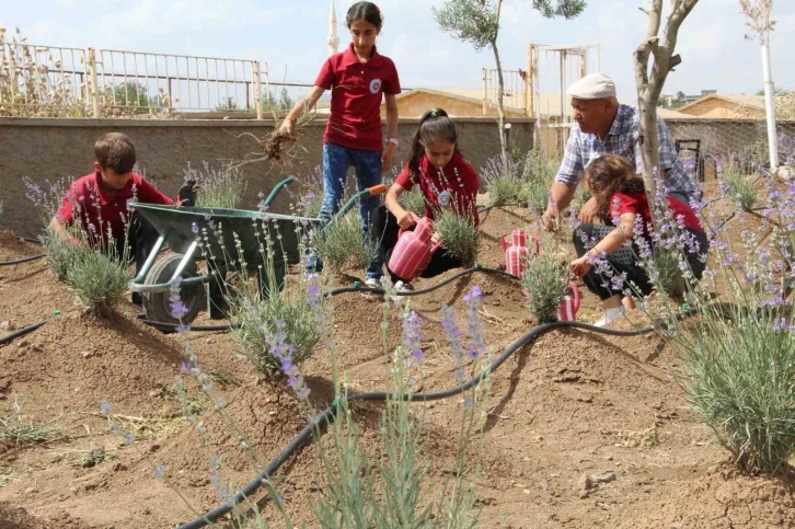 Okulda başlayan lavanta üretimi köye yayıldı
