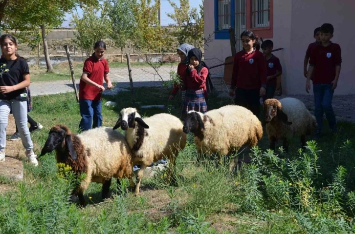 Okulun bahçesinde kalan "kuzular" öğrencilerin maskotu oldu
