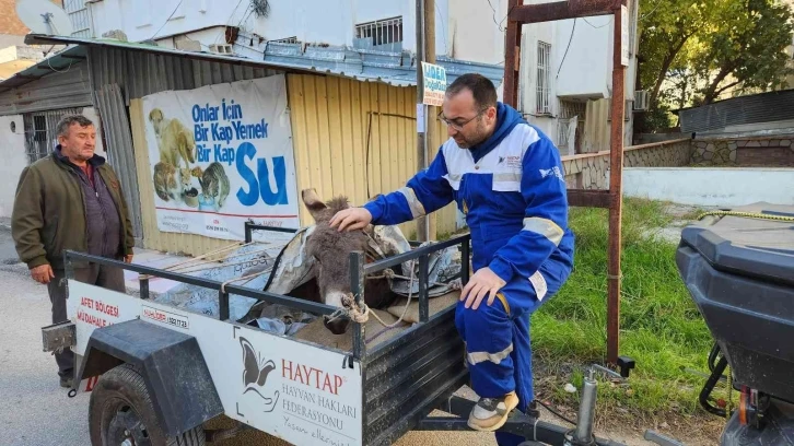 Ölüme terk edilen eşek, tedavi altına alındı