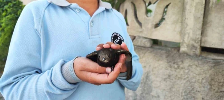 Ömrünü havada geçiren ebabil kuşu yaralı halde bulundu
