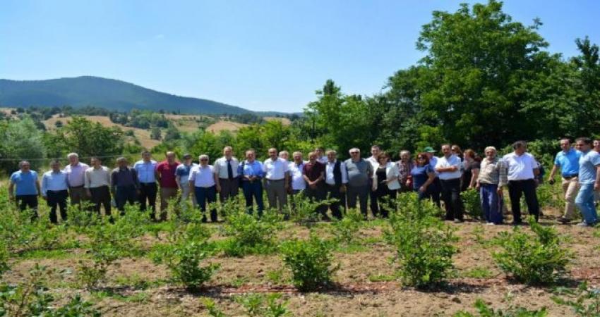 Dağ yöresinde yaban mersini sevinci