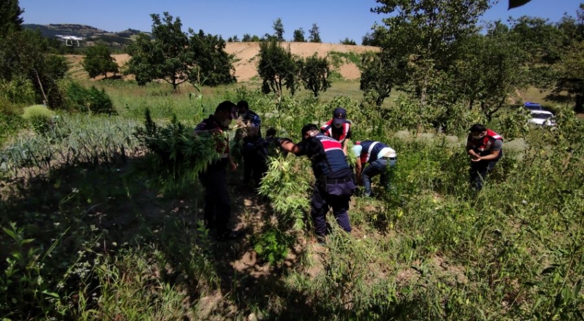 Bursa'da ormanlık alanda binlerce kök Hint keneviri ele geçirildi