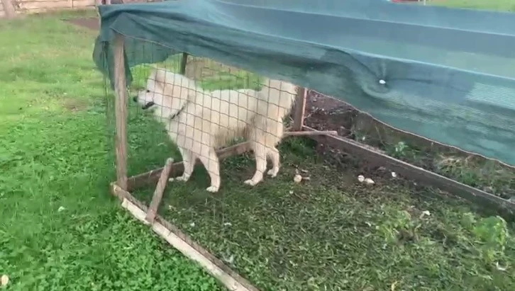 Ördekleri telef eden köpeği yakalayarak ördek kafesine kilitledi