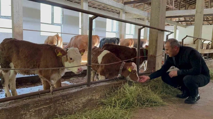 Ordu’da besiciler yeni ahır sistemini benimsedi
