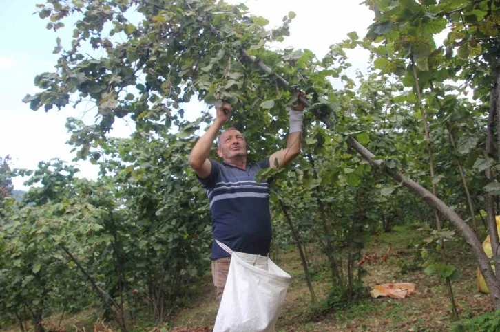 Fındık hasadı başladı