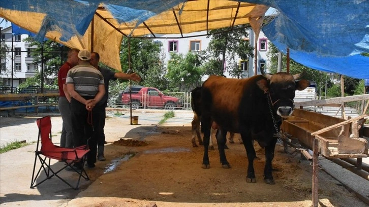 Ordu'da kurban pazarları ve kesim yerlerinde hareketlilik sürdü