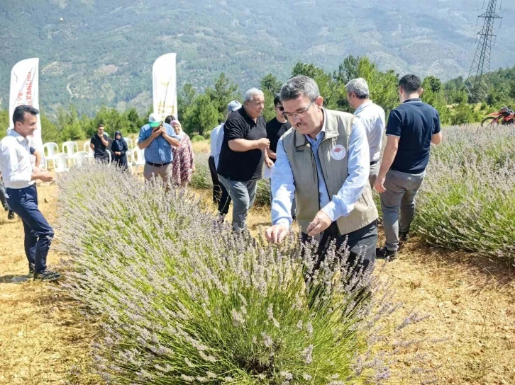 Bursa Orhaneli’nde lavanta hasadı başladı