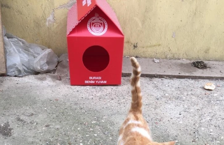 Orhangazi belediyesi'nden kış günü kedilere sıcak yuva