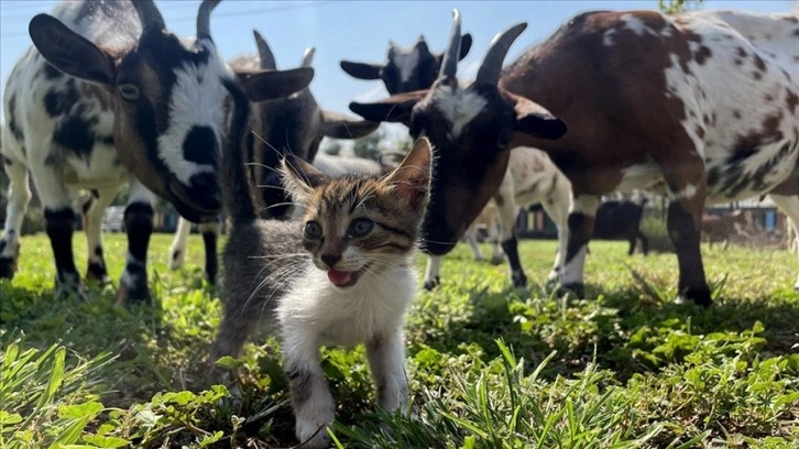 Ormanlık alanda kutuda bulduğu 3 kedi yavrusu 