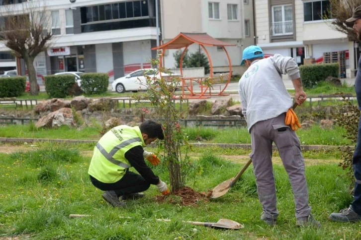 Orta refüjlerdeki bitkiler yeşil alanlara dikiliyor
