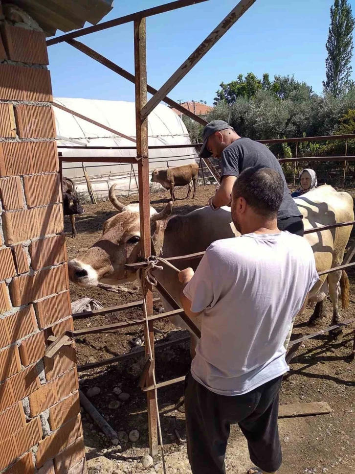 Ortaca’da hayvan sağlığı için çalışmalar devam ediyor
