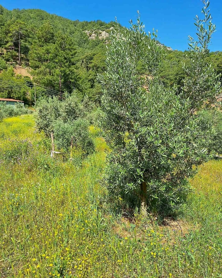 Ortaca’da zeytin bahçelerinde zararlılar tespit edildi
