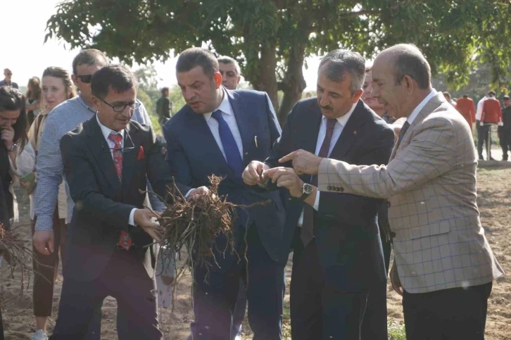 Osmanlı İmparatorluğu’nun ”Edirne Kırmızısı” hasat edildi
