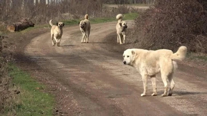 Ötanazi kelimesi yasa teklifinden çıkarıldı