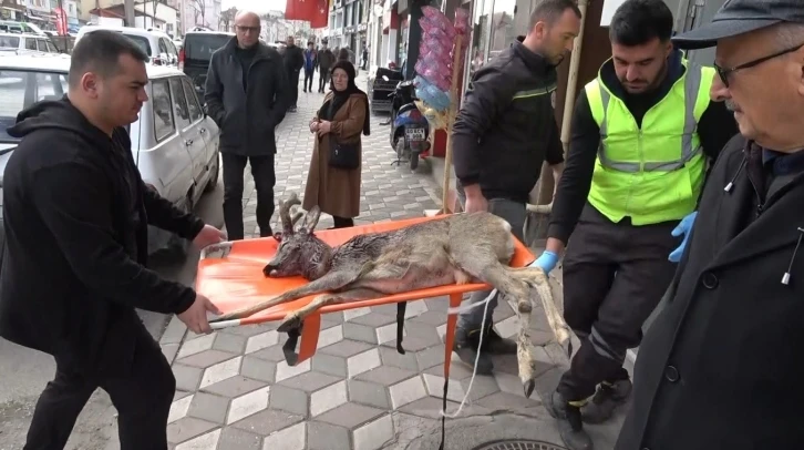 Otomobilin çarptığı karaca tedaviye alındı