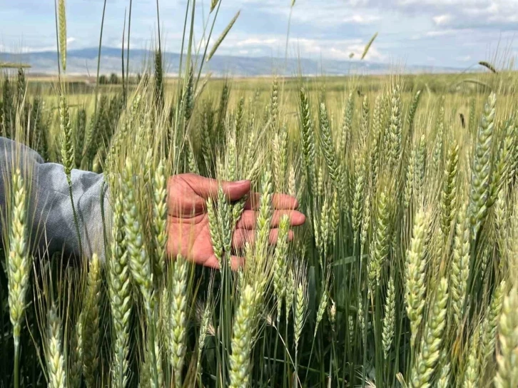 (ÖZEL) Çiftçilerin yağış sonrası korkusu; ’Pas hastalığı’
