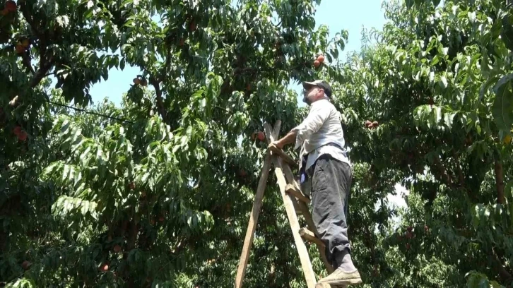 Coğrafi işaretli Bursa şeftalisinin hasadı başladı